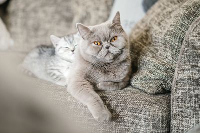 Portrait of cats on sofa