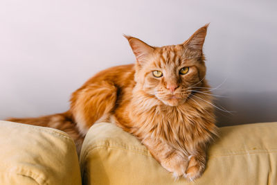 Beautiful red big cat maine coon sits at home