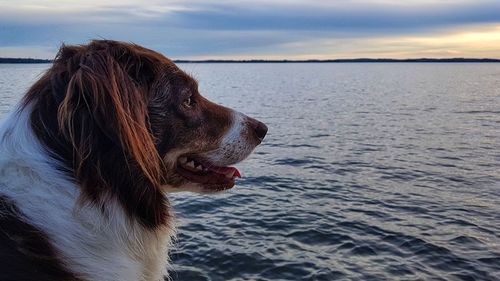 Close-up of a dog on beach against sky during sunset
