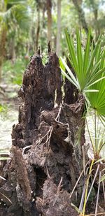 Close-up of lizard on tree trunk