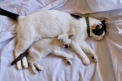 High angle view of cat sleeping on bed