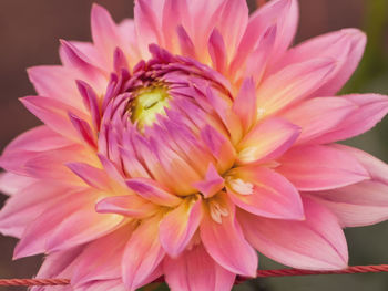 Close-up of pink dahlia