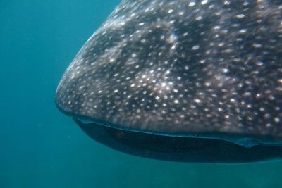 Fish swimming in sea