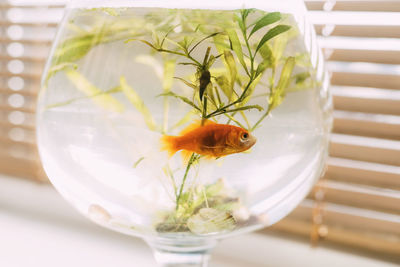 A small goldfish swims in an aquarium standing on the windowsill in the room