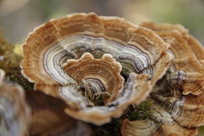 Close-up of snail