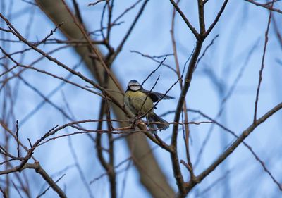 Low angle view of bird perching on tree against sky