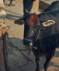 Vermilion smeared black cow at manikarnika ghat, varansi