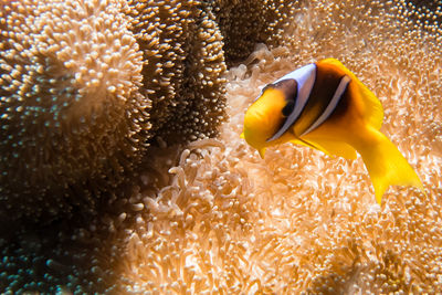 Close-up of fish swimming in sea