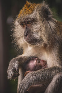 Close up of a monkey mama holding her newborn tight	
