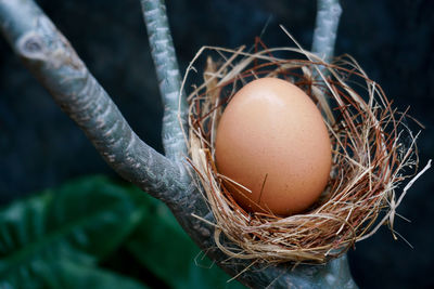 A nest with one egg on a branches