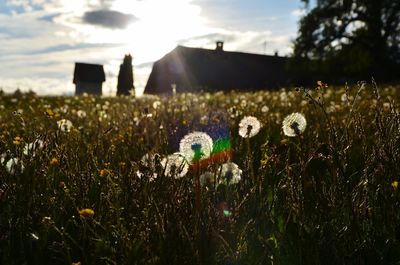 Flowers growing on field against sky