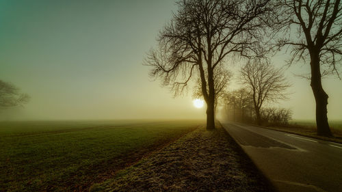 Bare tree by road on field against sky