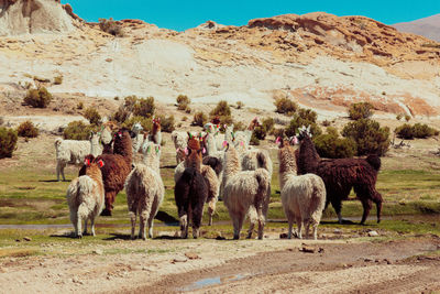 Horses grazing in desert