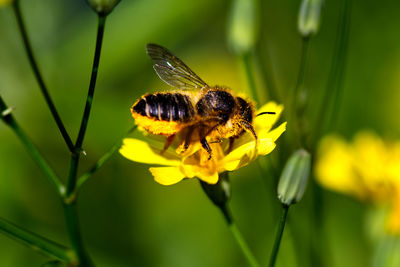 Close-up of honey bee pollinating on yellow flower