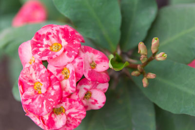 Close-up of pink rose