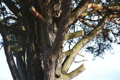 Low angle view of bare tree against sky