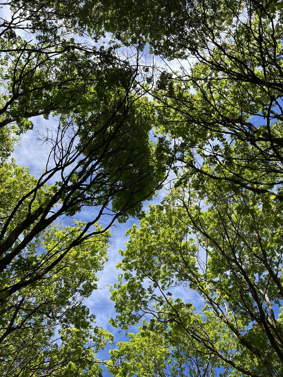 tree, plant, low angle view, forest, growth, leaf, sunlight, nature, woodland, green, beauty in nature, branch, sky, natural environment, no people, tranquility, day, tree canopy, autumn, outdoors, backgrounds, land, scenics - nature, flower, directly below, full frame