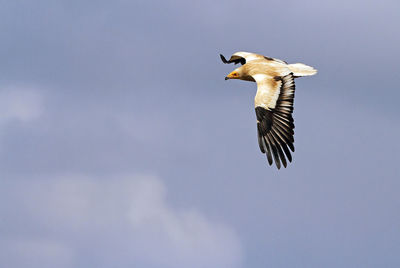 Low angle view of eagle flying in sky