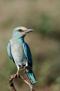 Close-up of bird perching on branch