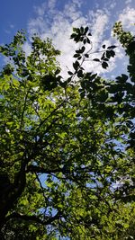 Low angle view of flowering tree against sky