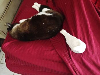 Cat sleeping on sofa