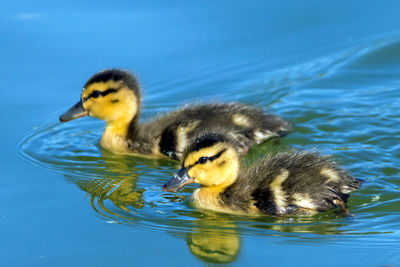 Close-up of duck swimming in lake