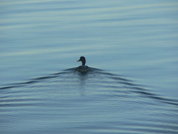 Bird swimming in sea