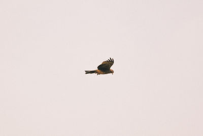 Low angle view of bird flying in the sky