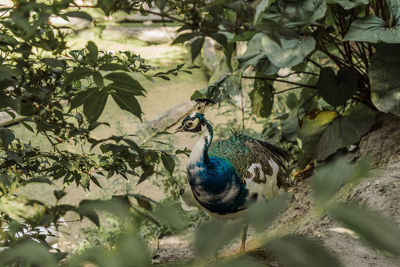 Peacock standing by plants