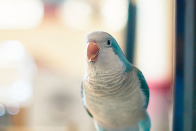 Close-up of parrot perching