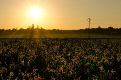 Scenic view of field against sky during sunset