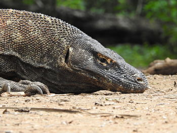 Close-up of lizard on land