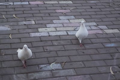 Pigeon on white wall