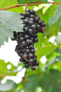 Close-up of grapes growing in vineyard