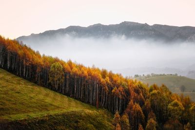 Scenic view of birch trees on hill against mountain and sunrise sky during autumn
