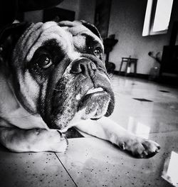 Close-up portrait of dog at home