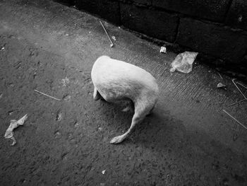 High angle view of dog lying down on street