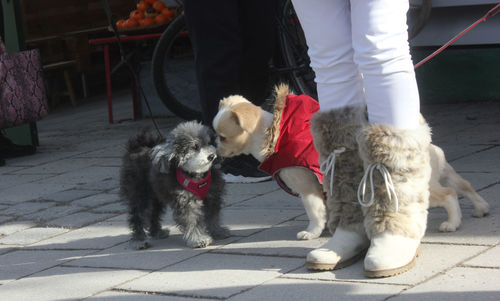 Low section of people with dog on footpath