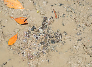 High angle view of fish swimming in sea