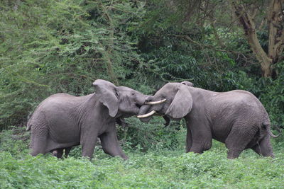 Elephant in a field