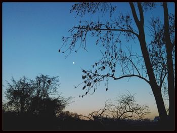 Bare trees against sky at sunset