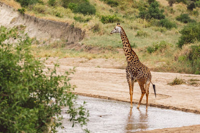 Giraffe walking on field