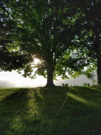 Trees on landscape against sky