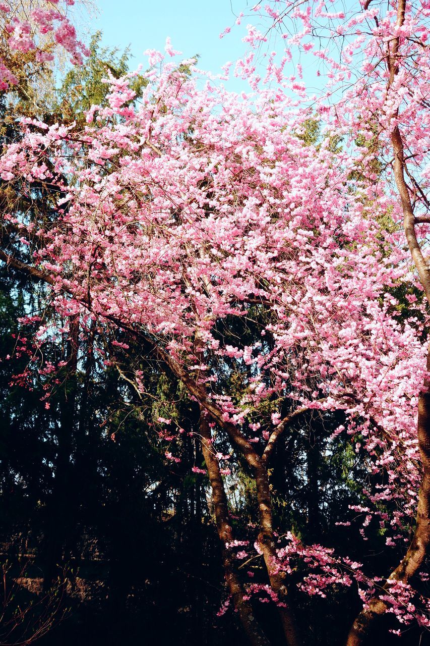 LOW ANGLE VIEW OF PINK FLOWER TREE