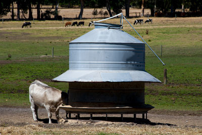 Cows on field