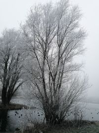 Bare tree against sky