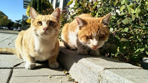 Portrait of cat sitting outdoors