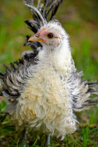 Close-up of a bird on a field