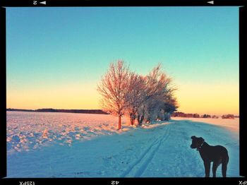 Dog standing on field