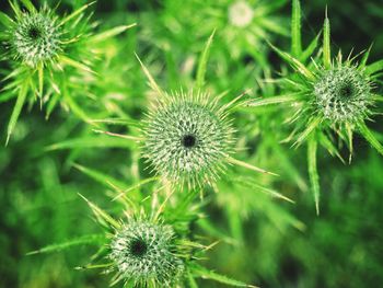 Close-up of dandelion on field